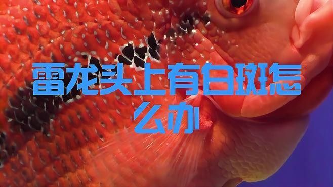 雷龍魚發白 雷龍魚發白 龍魚百科 第1張