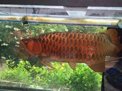 紅龍魚用什么燈光發(fā)色快（紅龍魚發(fā)色效果與光線有著密切關(guān)系適宜的燈光不僅可以促進(jìn)紅龍魚生長(zhǎng)） 紅龍魚用什么燈光發(fā)色快（紅龍魚發(fā)色效果與光線有著密切關(guān)系適宜的燈光不僅可以促進(jìn)紅龍魚生長(zhǎng)） 龍魚百科 第3張
