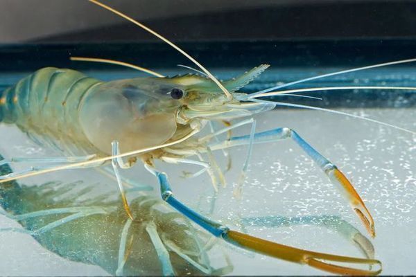 銀龍魚苗飼料中微量元素的常見來源：自制銀龍魚苗飼料配方 銀龍魚苗飼料中微量元素的常見來源：自制銀龍魚苗飼料配方 龍魚百科 第3張