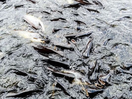銀龍魚苗飼料中微量元素的常見來源：自制銀龍魚苗飼料配方 銀龍魚苗飼料中微量元素的常見來源：自制銀龍魚苗飼料配方 龍魚百科 第1張