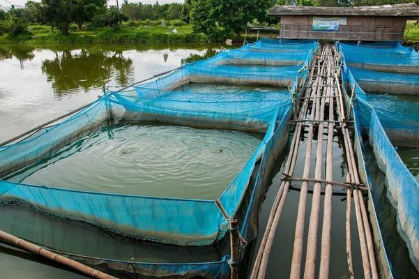 銀龍魚苗飼料中微量元素的常見來源：自制銀龍魚苗飼料配方 銀龍魚苗飼料中微量元素的常見來源：自制銀龍魚苗飼料配方 龍魚百科 第4張
