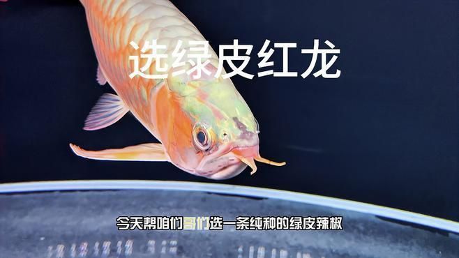 綠皮辣椒小紅龍最建議買的三個顏色 綠皮辣椒小紅龍最建議買的三個顏色 龍魚百科 第2張