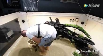 龍魚游起來歪的：龍魚歪著游怎么辦