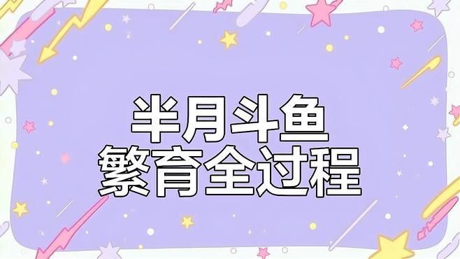 血紅龍魚的人工繁殖成功率有多高？