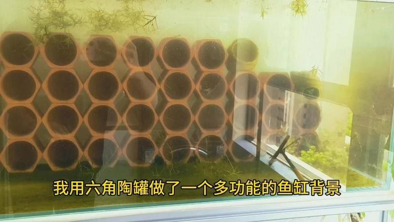 如何設置六角龍的躲避屋？