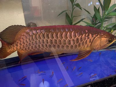 白金金龍魚長大什么樣子：白金金龍魚的外觀特征和飼養需求都非常獨特和珍貴的觀賞魚