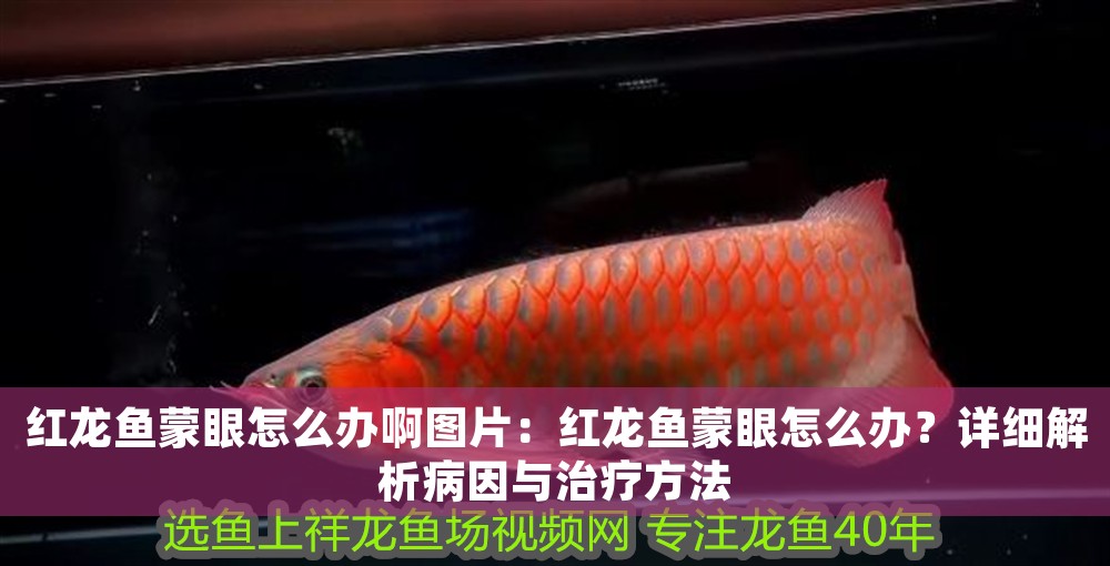 紅龍魚蒙眼怎么辦啊圖片：紅龍魚蒙眼怎么辦？詳細(xì)解析病因與治療方法 紅龍魚蒙眼怎么辦啊圖片：紅龍魚蒙眼怎么辦？詳細(xì)解析病因與治療方法 龍魚百科 第1張