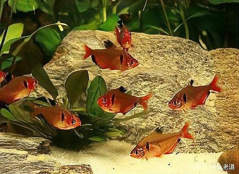 白子招財(cái)龍混養(yǎng)需要多大的魚缸？