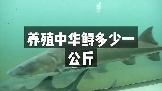 鱘龍魚多少錢一個斤