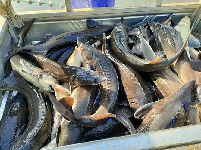 鱘龍魚多少錢一個斤