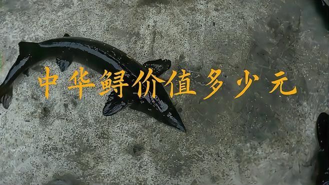 鱘龍魚多少錢一個斤