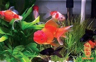 養龍魚養幾條風水好呢：養龍魚的數量在風水學中有著特定的意義和講究和講究 養龍魚養幾條風水好呢：養龍魚的數量在風水學中有著特定的意義和講究和講究 龍魚百科 第3張