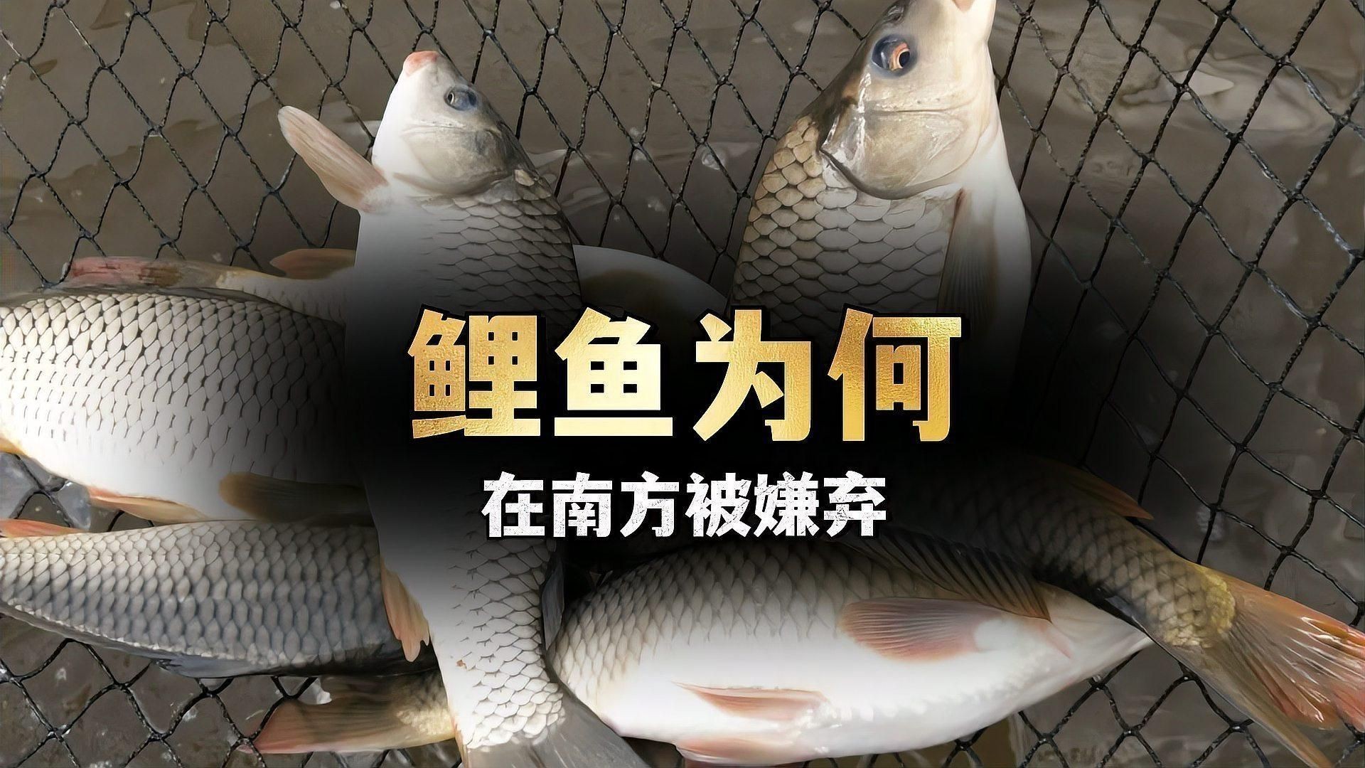 鯉魚為什么不建議吃