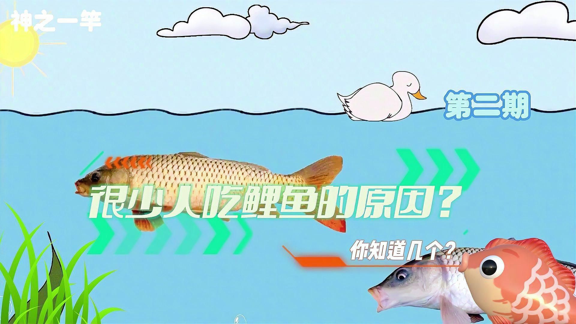 鯉魚為什么不建議吃