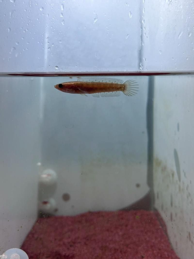 如何判斷雷龍魚是否安全？