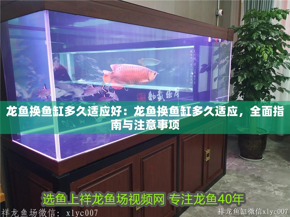 龍魚換魚缸多久適應好：龍魚換魚缸多久適應，全面指南與注意事項