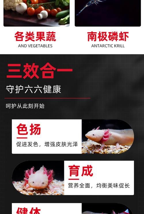 恐龍魚能吃多大的魚飼料啊圖片 恐龍魚能吃多大的魚飼料啊圖片 龍魚百科 第5張