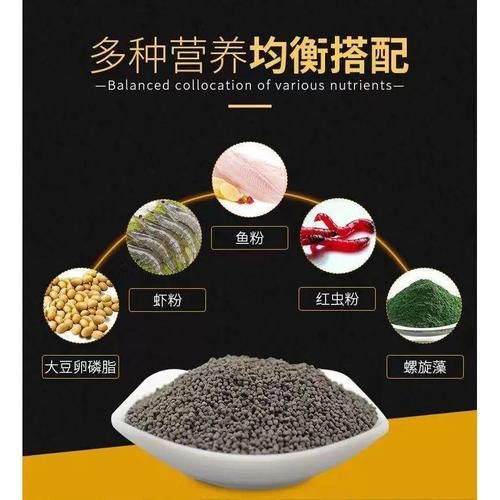 恐龍魚能吃多大的魚飼料啊圖片 恐龍魚能吃多大的魚飼料啊圖片 龍魚百科 第10張