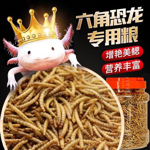恐龍魚能吃多大的魚飼料啊圖片 恐龍魚能吃多大的魚飼料啊圖片 龍魚百科 第18張