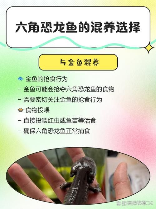 恐龍魚能吃多大的魚飼料啊圖片 恐龍魚能吃多大的魚飼料啊圖片 龍魚百科 第16張