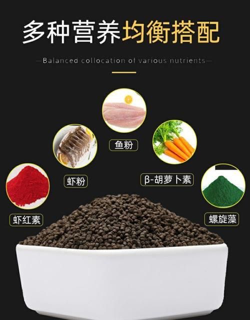 恐龍魚能吃多大的魚飼料啊圖片 恐龍魚能吃多大的魚飼料啊圖片 龍魚百科 第14張