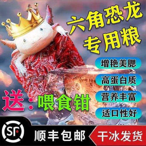 恐龍魚能吃多大的魚飼料啊圖片 恐龍魚能吃多大的魚飼料啊圖片 龍魚百科 第24張