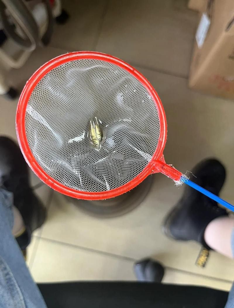 恐龍魚能吃多大的魚飼料啊圖片 恐龍魚能吃多大的魚飼料啊圖片 龍魚百科 第28張
