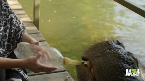 杰西卡恐龍魚飼料保存方法：冷凍飼料保存方法（類比龍魚冷凍飼料保存方法） 杰西卡恐龍魚飼料保存方法：冷凍飼料保存方法（類比龍魚冷凍飼料保存方法） 龍魚百科 第4張