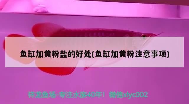 黃粉能去除龍魚身上的寄生蟲嗎：使用黃粉治療龍魚需要注意哪些