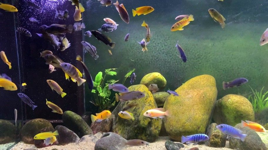 銀龍魚配什么魚好看 銀龍魚配什么魚好看 龍魚百科 第16張