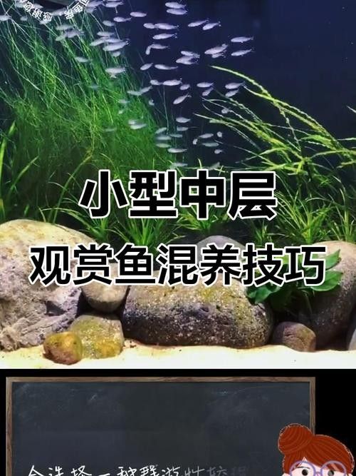 銀龍魚配什么魚好看 銀龍魚配什么魚好看 龍魚百科 第15張
