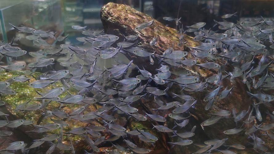 銀龍魚配什么魚好看 銀龍魚配什么魚好看 龍魚百科 第14張