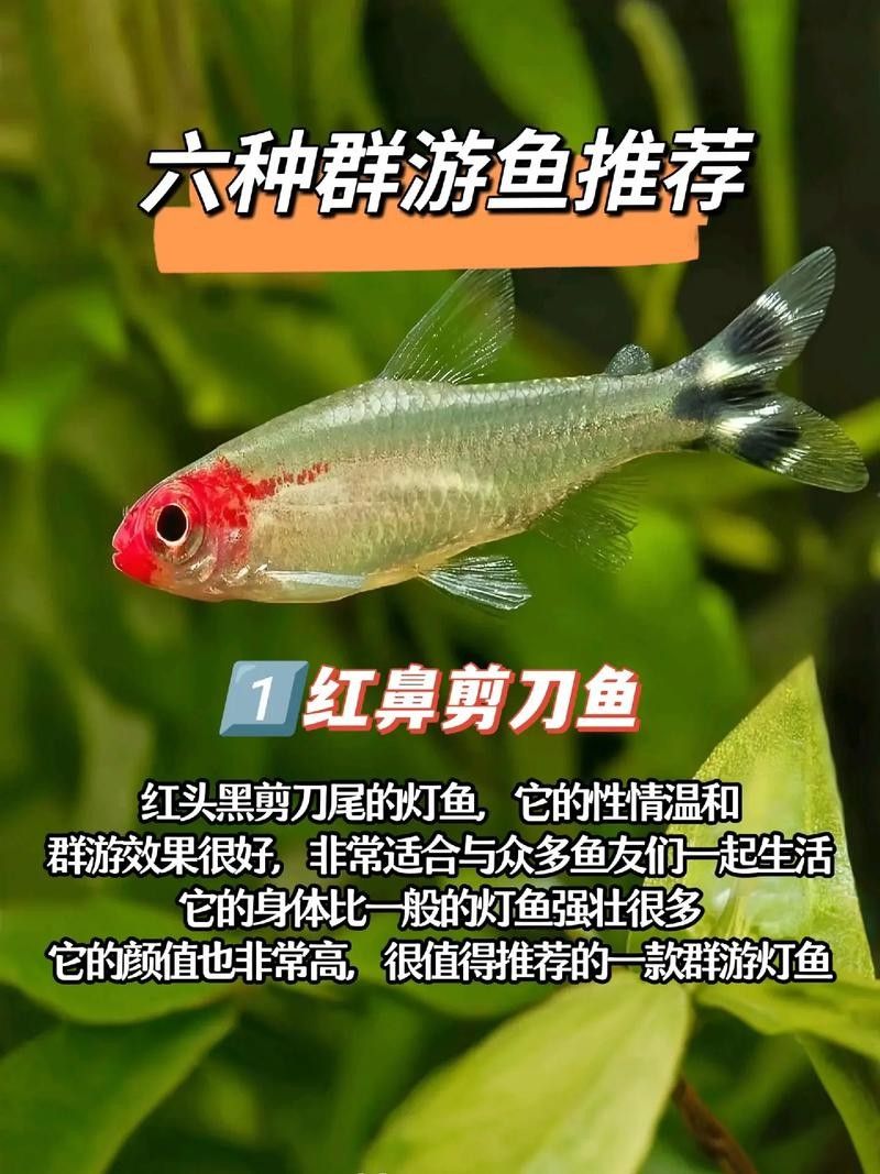 銀龍魚配什么魚好看 銀龍魚配什么魚好看 龍魚百科 第13張