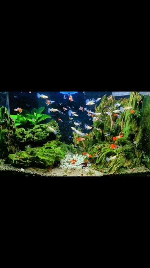 銀龍魚配什么魚好看 銀龍魚配什么魚好看 龍魚百科 第17張