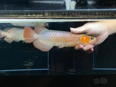 印尼血紅龍魚觀賞魚是一種美麗而獨(dú)特的觀賞魚：印尼純血紅龍魚 印尼血紅龍魚觀賞魚是一種美麗而獨(dú)特的觀賞魚：印尼純血紅龍魚 龍魚百科 第1張