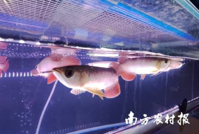 國內龍魚都是進口的嗎多少錢 國內龍魚都是進口的嗎多少錢 龍魚百科 第11張