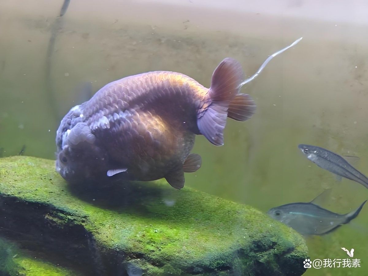 銀龍魚拉屎拉出一條黃線是什么