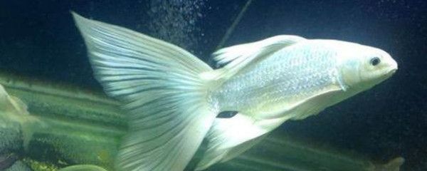 蝴蝶鯉可以和龍魚一起混養嗎【蝴蝶鯉可以和另一種魚一起混養嗎】 蝴蝶鯉可以和龍魚一起混養嗎【蝴蝶鯉可以和另一種魚一起混養嗎】 龍魚百科 第4張