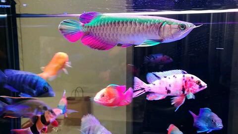 七彩神仙龍魚混養方法：七彩神仙魚與龍魚混養前需要了解這兩種魚的基本特性