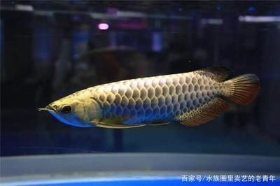 龍魚一直撞缸怎么處理好 龍魚一直撞缸怎么處理好 龍魚百科 第1張