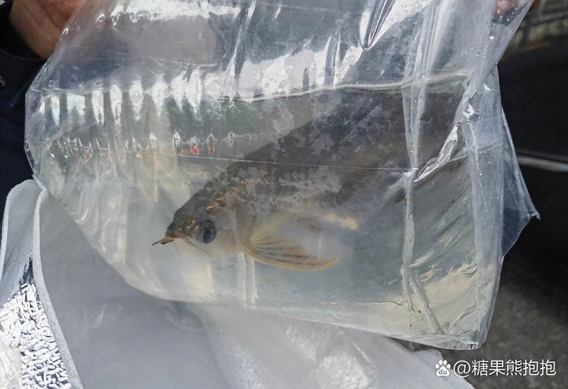 金龍魚在哪些國家可以合法貿易？ 金龍魚在哪些國家可以合法貿易？ 龍魚百科 第5張