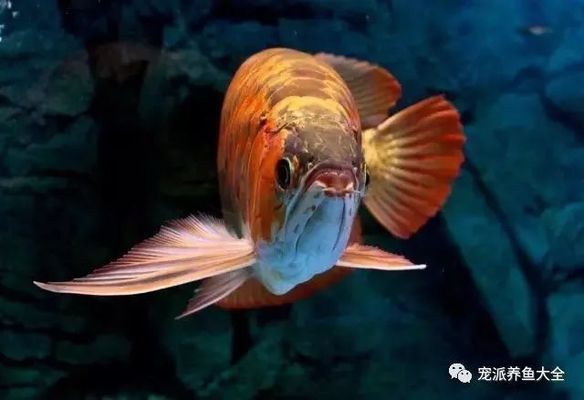詳細(xì)閱讀:龍魚(yú) 美容:龍魚(yú)美容前后對(duì)比圖 龍魚(yú) 美容:龍魚(yú)美容前后對(duì)比圖