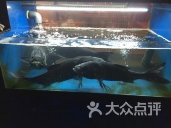 金龍魚20萬（15個月蒸發5300億，金龍魚跌落神壇） 金龍魚20萬（15個月蒸發5300億，金龍魚跌落神壇） 龍魚百科