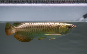 龍魚多少錢一斤算正常：寵物店龍魚價格對比查詢龍魚價格對比查詢龍魚價格 龍魚多少錢一斤算正常：寵物店龍魚價格對比查詢龍魚價格對比查詢龍魚價格 龍魚百科 第3張
