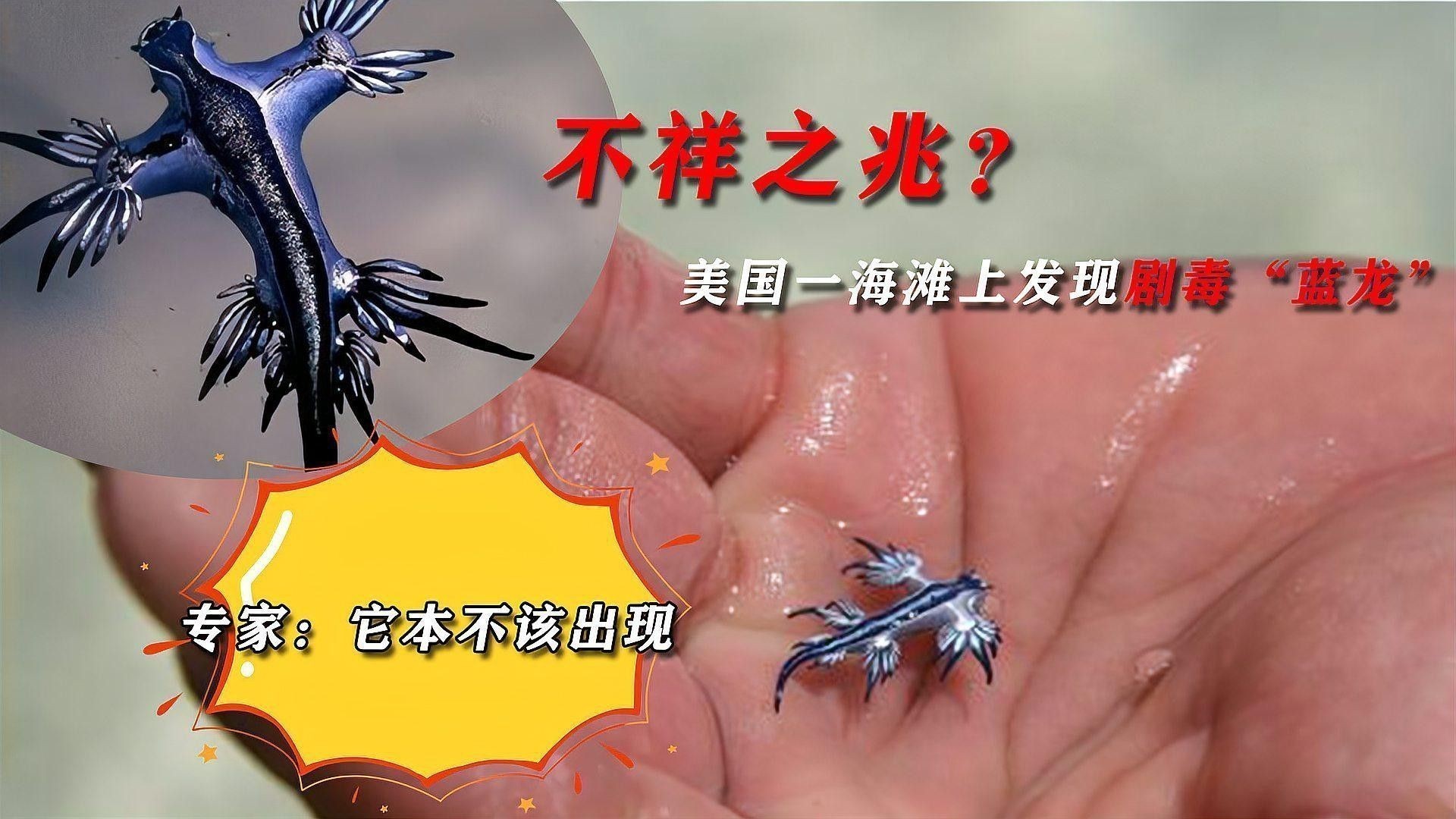 藍(lán)龍在哪些文化中有特殊意義？ 藍(lán)龍在哪些文化中有特殊意義？ 龍魚百科 第1張