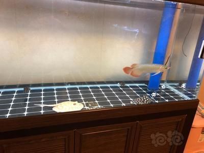 龍魚換水勤會怎么樣，如何判斷龍魚水質(zhì)穩(wěn)定，龍魚換水注意事項有哪些