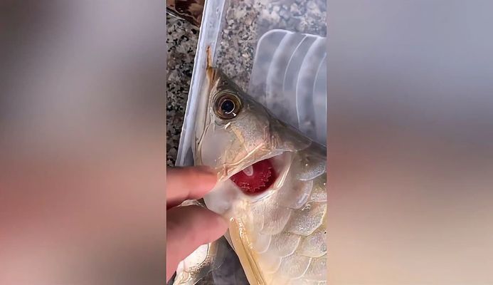 金龍魚斷電能存活多久：金龍魚斷電后能存活多久
