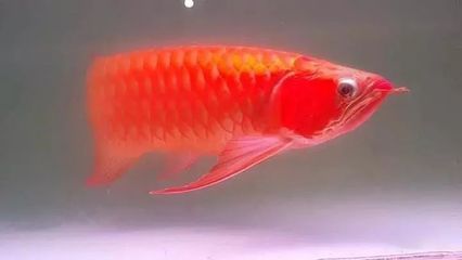 龍魚是否可以吃魚飼料？：龍魚可以吃魚飼料嗎？ 龍魚是否可以吃魚飼料？：龍魚可以吃魚飼料嗎？ 龍魚百科 第1張