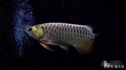 龍魚是否可以吃魚飼料？：龍魚可以吃魚飼料嗎？ 龍魚是否可以吃魚飼料？：龍魚可以吃魚飼料嗎？ 龍魚百科 第2張