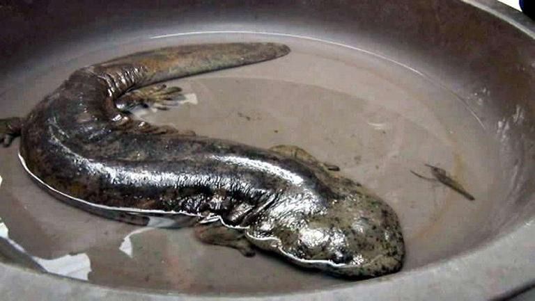 娃娃魚和六角恐龍魚